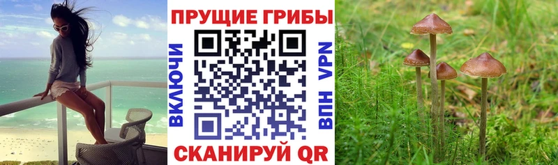 наркота  Озёрск  Галлюциногенные грибы Psilocybine cubensis 